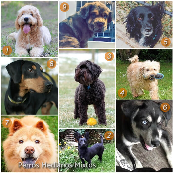 collage de perros medianos mixtos