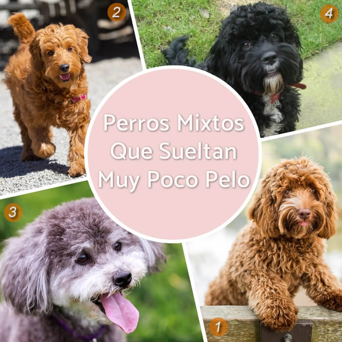 imagen collage de perros mixtos poco derramadores