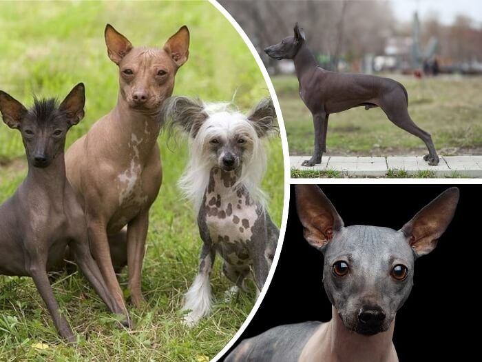 diferentes perros sin pelo sentados sobre la hierba