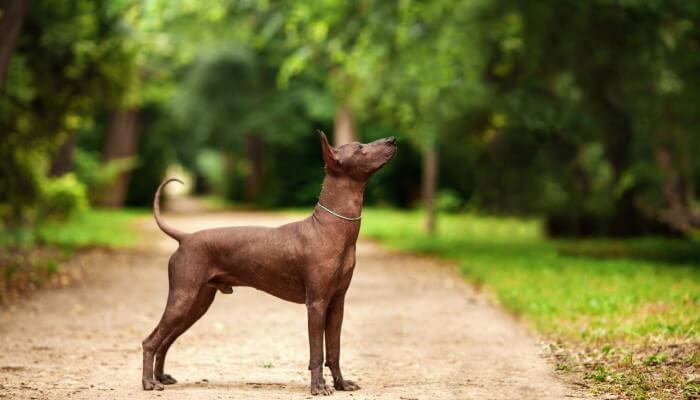 Perros Pelo: Las 10 Razas de Perros Sin Pelo que Existen ¡Con Fotos!