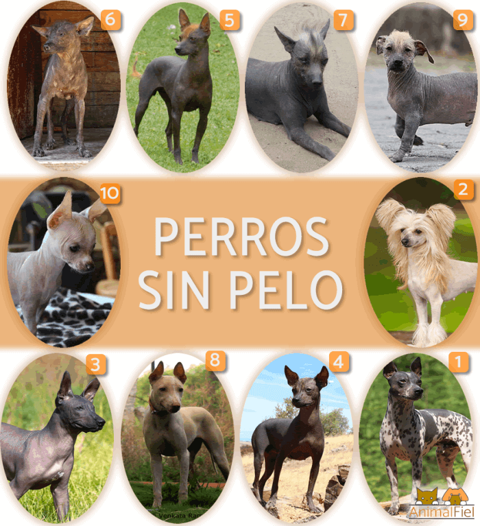 fotos de todos los perros sin pelo