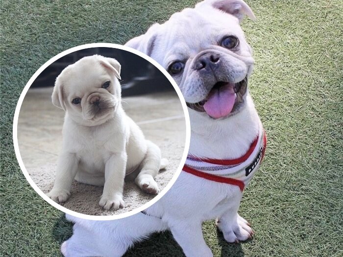 cachorro pug blanco sentado sobre sus patas traseras