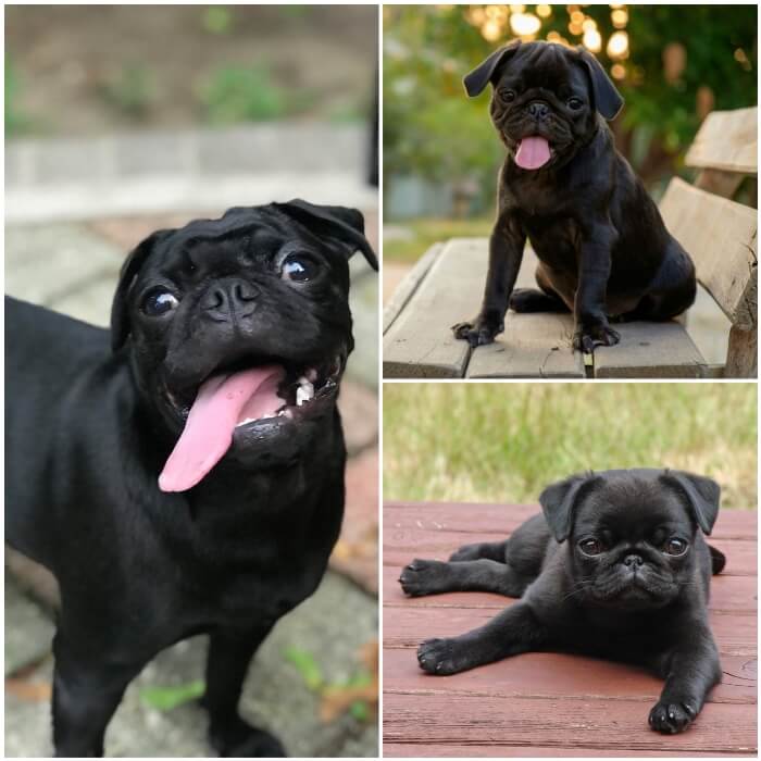 gracioso pug negro sacando la lengua