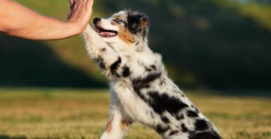 perro mediano dándole una pata a su dueño