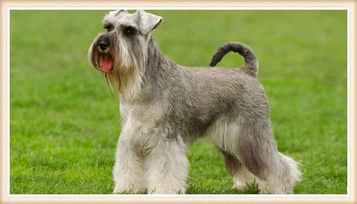 schnauzer fornido y barba tupida