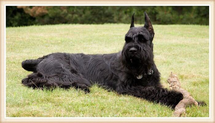 schnauzer negro gigante acostado sobre la hierba