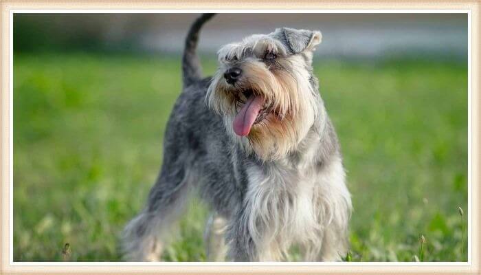 schnauzer mini bigotudo con la lengua afuera