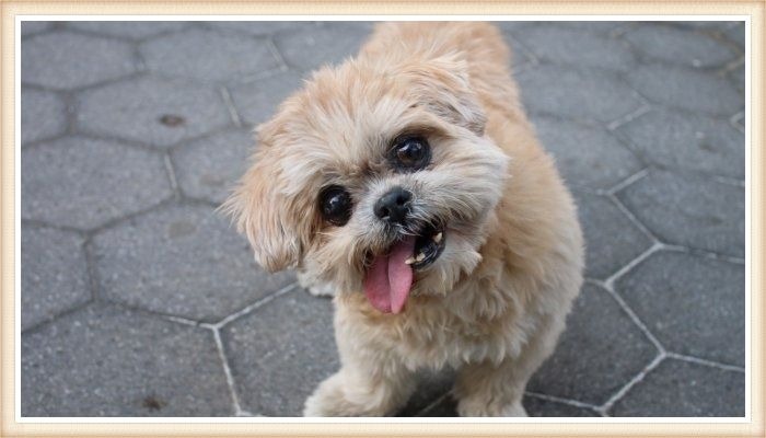 shih tzu encantador con actitud cómica