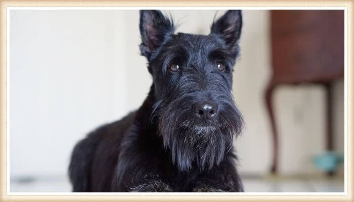 terrier escocés negro con expresión amigable