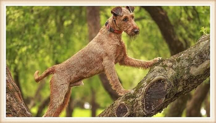 terrier irlandés trepando un árbol