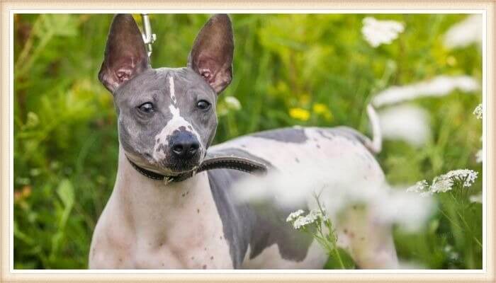 terrier americano sin pelo de paseo entre la vegetación