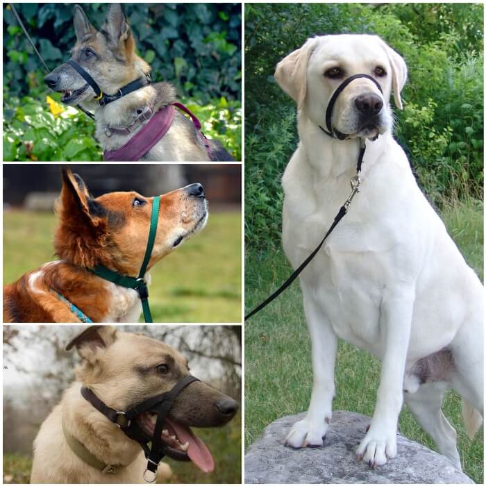 perro blanco con collar de cabeza sobre una roca