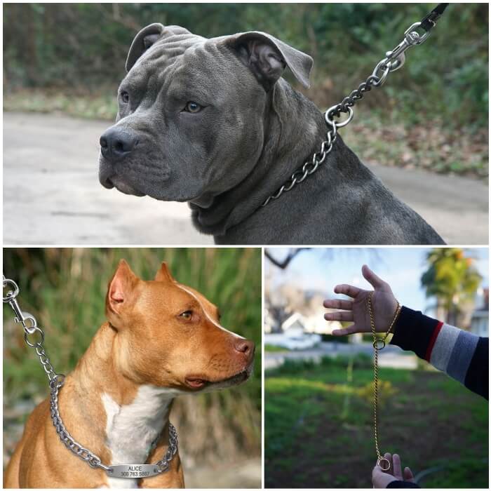 perro fornido paseando con collar de ahorque