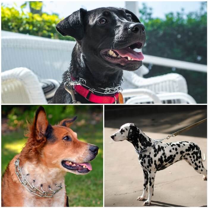 perro negro con collar de púas