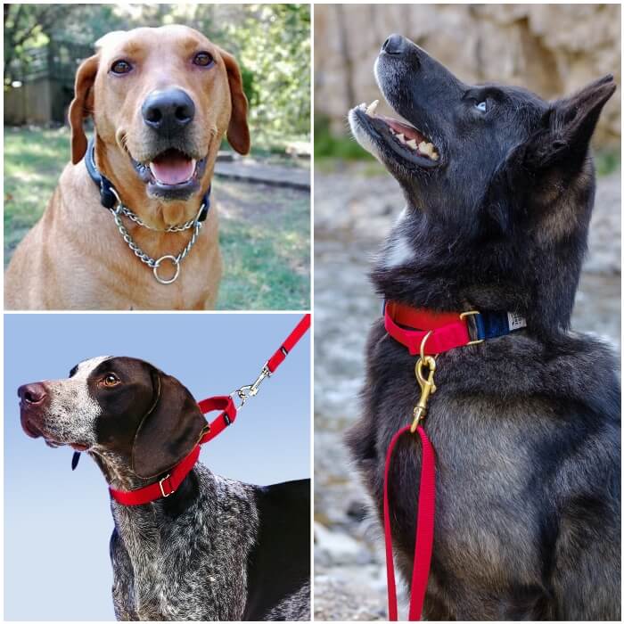 perro negro con collar martingale rojo