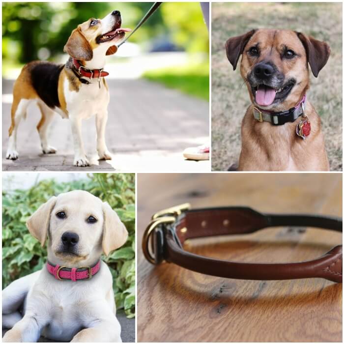 tubo Inapropiado comestible 11 Tipos de Collares para Perros: Usos + Materiales [Cuál es Mejor]