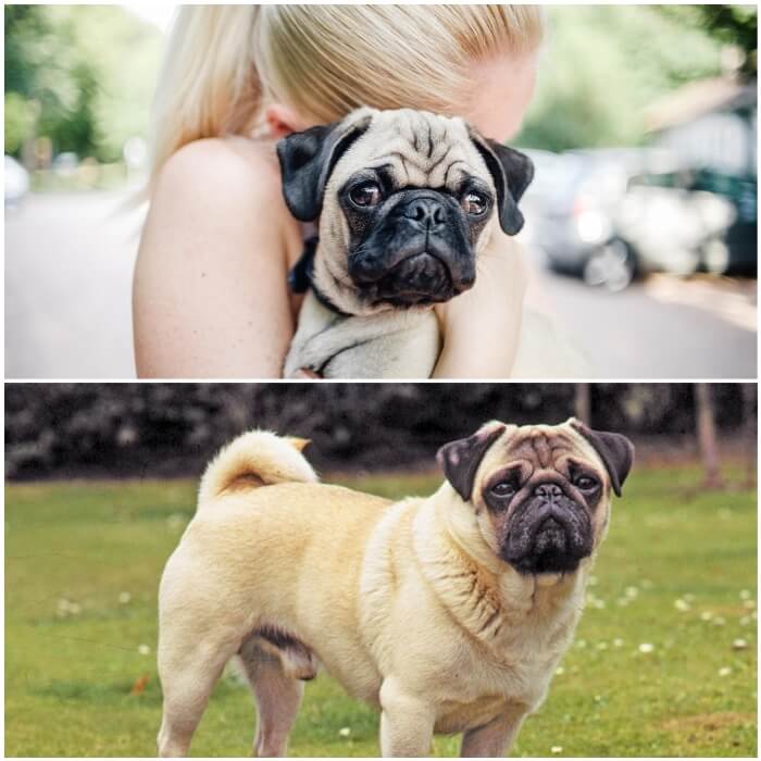 pug leonado en brazos de su dueñas