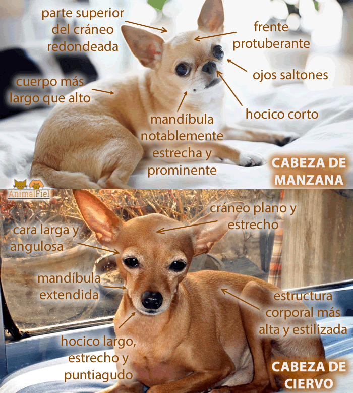 imagen comparativa entre dos chihuahuas