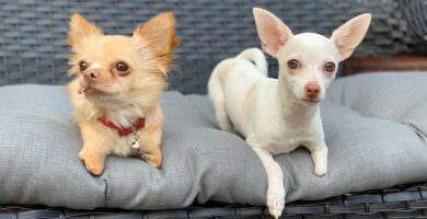 chihuahua de pelo largo junto a chihuahua de pelo corto