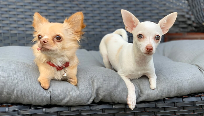 chihuahua de pelo largo junto a chihuahua de pelo corto