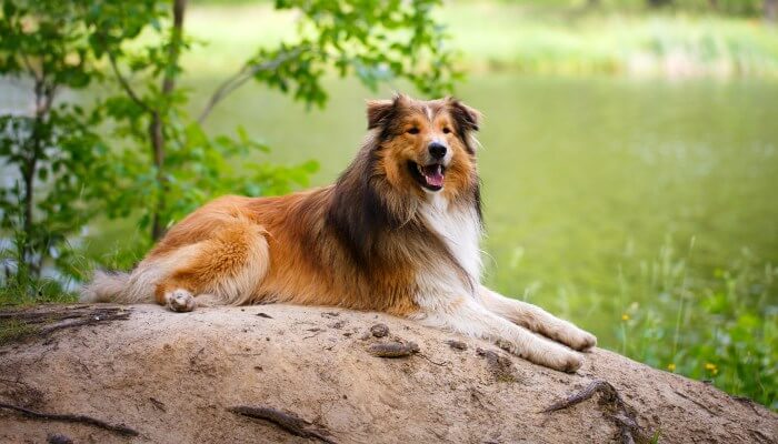 Tipos de collie