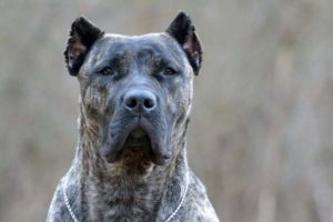 presa canario con mirada atenta