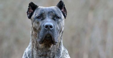 presa canario con mirada atenta