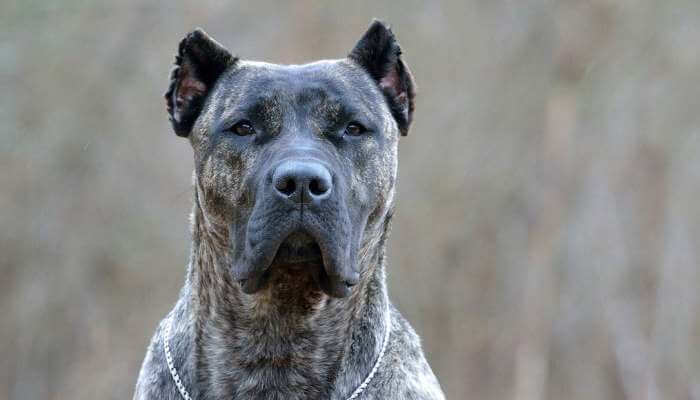 presa canario con mirada atenta