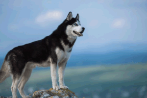 bello husky siberiano