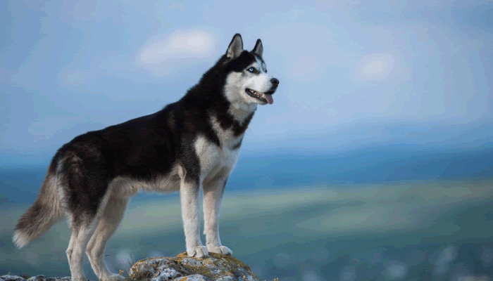 bello husky siberiano