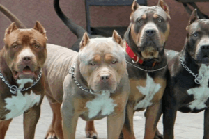 diferentes tipos de perros pitbull