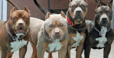 diferentes tipos de perros pitbull