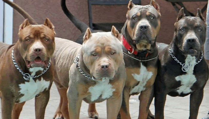 diferentes tipos de perros pitbull