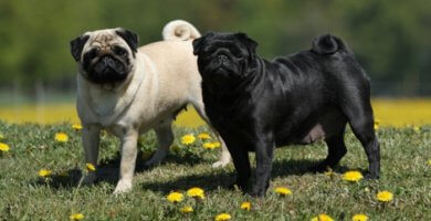 pug cervato y pug negro juntos sobre el pasto