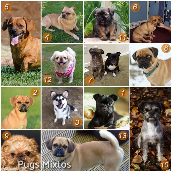 collage de razas de pugs mixtos