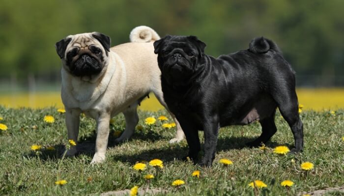 pug cervato y pug negro juntos sobre el pasto