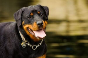 rottweiler sonriente con collar