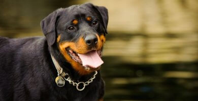 rottweiler sonriente con collar