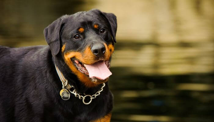 rottweiler sonriente con collar