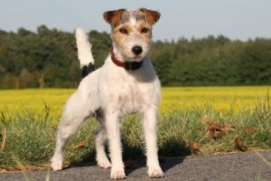 terrier tricolor en posición erguida