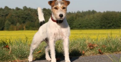 terrier tricolor en posición erguida