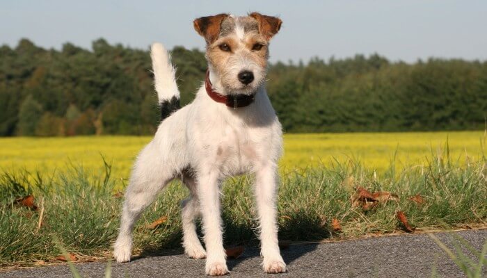 terrier tricolor en posición erguida