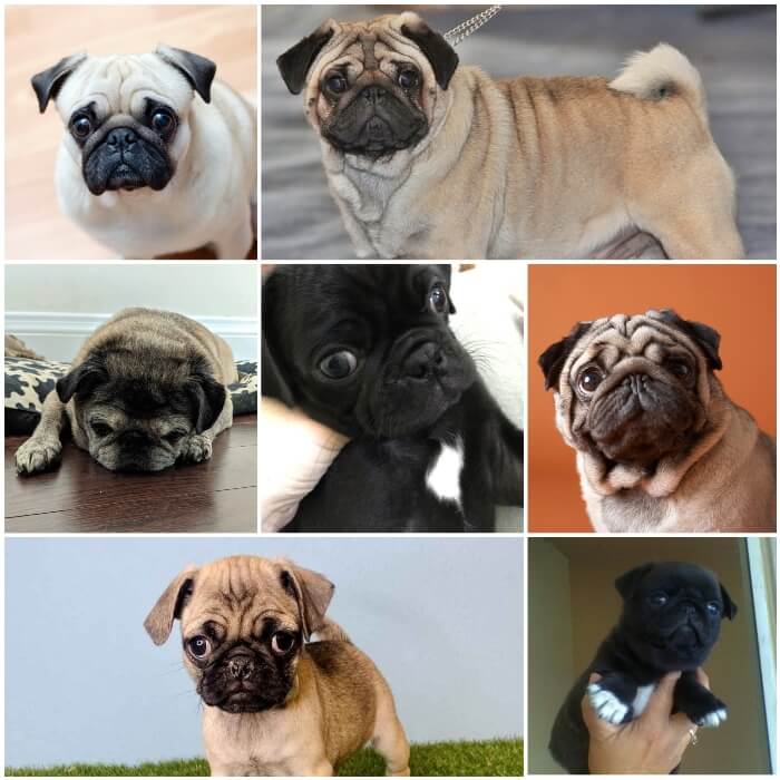 diferentes pugs mostrando sus marcas