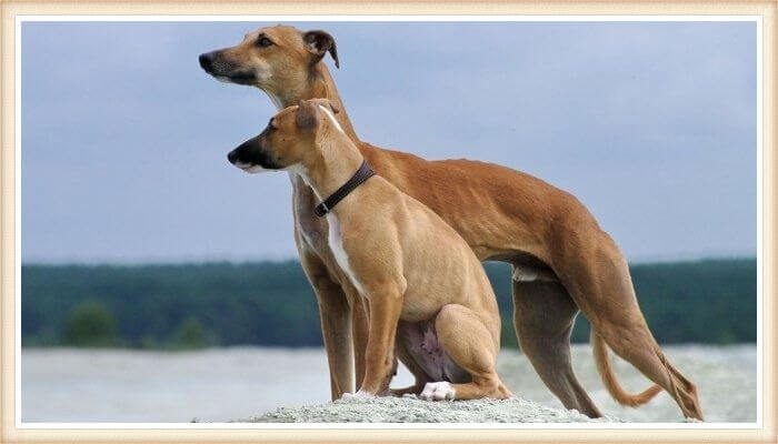 dos perros whippet mirando a lo lejos