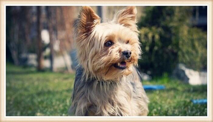 yorkshire terrier azul-dorado jugando en el patio