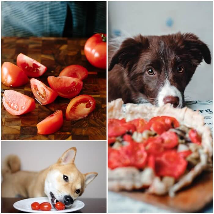 perro mirando una pizza con tomate natural