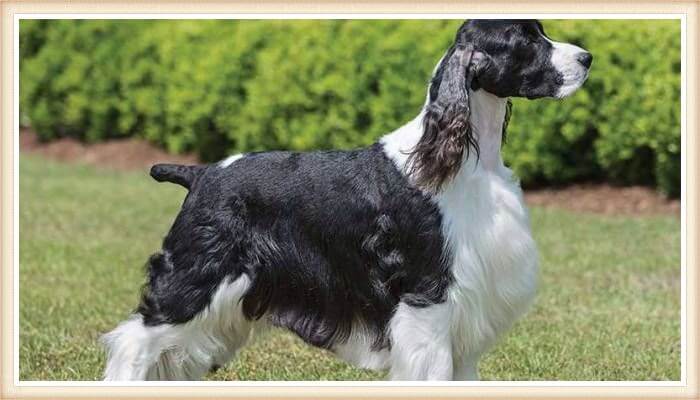 cocker spaniel blanco y negro parado sobre el césped