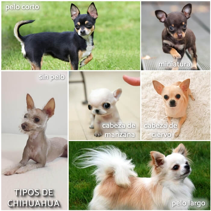 collage con los diferentes tipos de chihuahuas