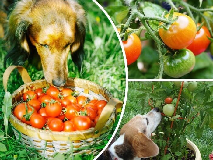 perro acercándose a una cesta de tomates maduros