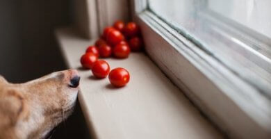 perro junto a la venta olfateando tomates cherry